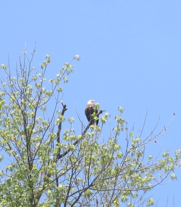 Even this eagle in WV is keeping an eye on his checkbook.